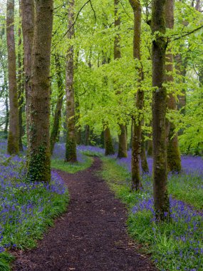BlueBell Ormanı Cornwall İngiltere 