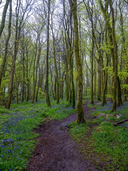 Bluebell Wood Cornwall Inglaterra — Fotografia de Stock
