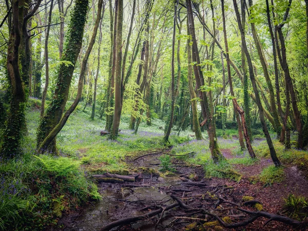 Bluebell Ormanı Cornwall Ngiltere — Stok fotoğraf