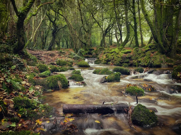 Woodland Stream Cornwall Αγγλία — Φωτογραφία Αρχείου