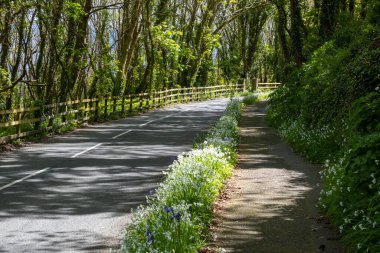 Pendennis kafası falmouth cornwall uk 