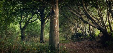 Truro Cornwall yakınlarındaki boş orman İngiltere 