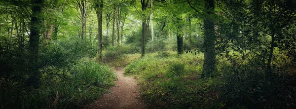 Bosques Sin Identidad Cerca Truro Cornwall Inglaterra Reino Unido —  Fotos de Stock