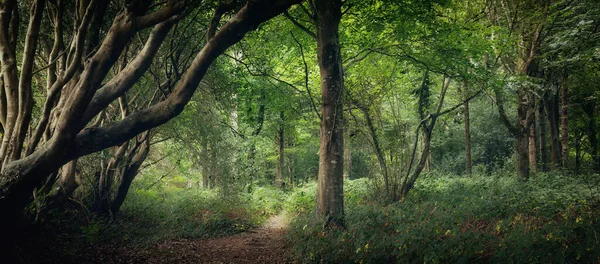 Idyllische Wälder Nahe Cornwall England — Stockfoto