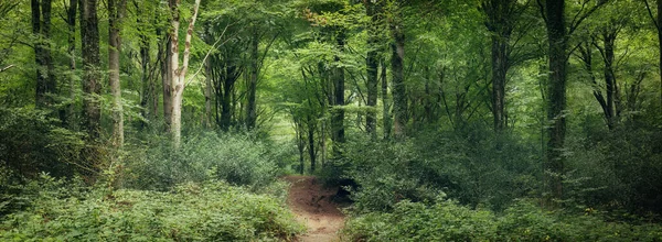 Bosques Sin Identidad Cerca Truro Cornwall Inglaterra Reino Unido —  Fotos de Stock