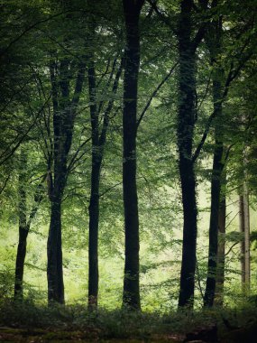 Truro Cornwall yakınlarındaki boş orman İngiltere 