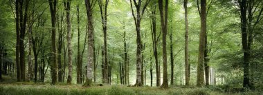 Truro Cornwall yakınlarındaki boş orman İngiltere 