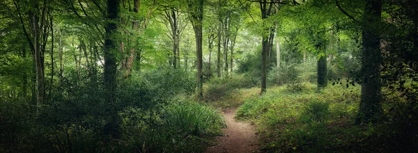 英国康沃尔谷地附近的一片空白的森林 — 图库照片