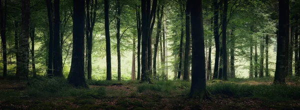 英国康沃尔谷地附近的一片空白的森林 — 图库照片