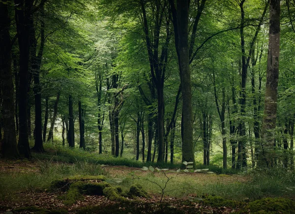 コーンウォール イングランド近くの無題の森 — ストック写真