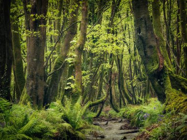 Cornish Woodland Cornwall İngiltere 