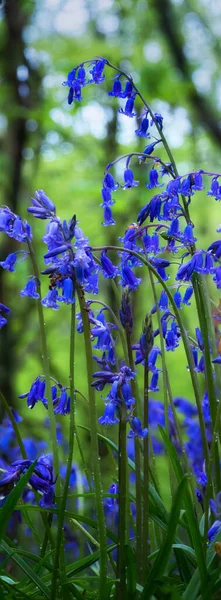 Bluebell Woodland 옥수수 England — 스톡 사진