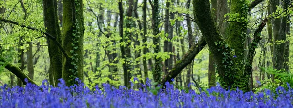 Bluebell Woodland Cornwall England — Stockfoto