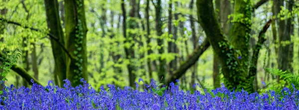 Bluebell Woodland Cornwall England — Fotografia de Stock