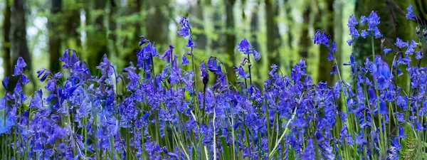 Bluebell Woodland 옥수수 England — 스톡 사진