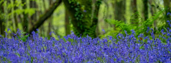 Bluebell Wood Cornwall Inglaterra — Fotografia de Stock