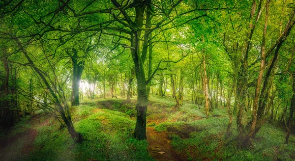 Bosahan Δάση Cornwall Αγγλία Την Άνοιξη — Φωτογραφία Αρχείου
