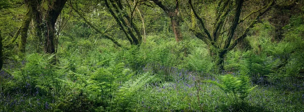 Bluebell Wood Cornwall England Près Falmouth — Photo