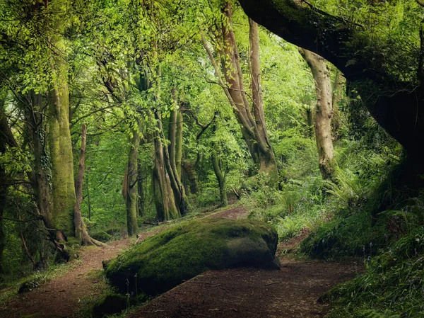 Bosahan Camino Bosque Cornwall Inglaterra Reino Unido — Foto de Stock