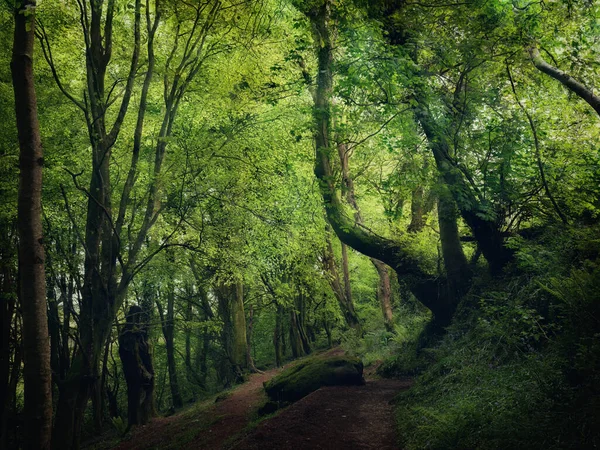 Bosahan Woodland Path Cornwall England — Stock fotografie