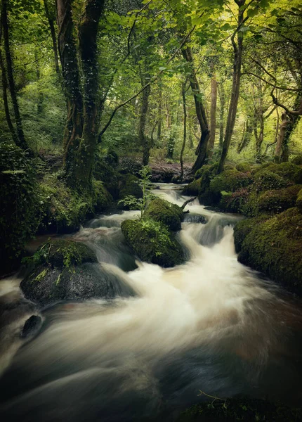 Bosahan Woodland Stream Cornwall England Falmouth — Stockfoto