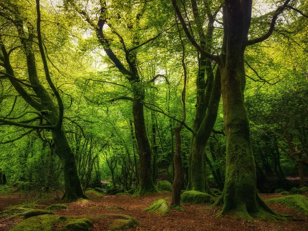 Босаханський Ліс Біля Піщаної Огорожі — стокове фото