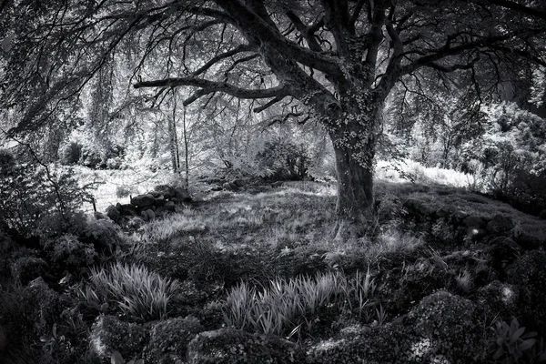 Enkele Boom Infrarood Zwart Wit Dartmoor Engeland Devon — Stockfoto