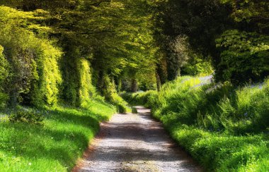 Güney Devon Yolu 'nda bahar. Yeşil yapraklar ve çan çiçekleri yolda 