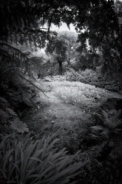 Baumfarne Infrarotlicht Schwarz Weiß — Stockfoto