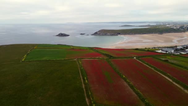 Papaveri Pentire Testa Vicino Newquay Cornwall Inghilterra Dal Drone Aereo — Video Stock