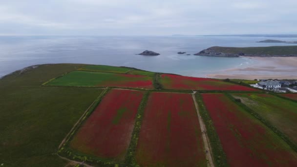 Poppies Pentire Head Newquay Cornwall England Air Aerial Drone — Stock Video
