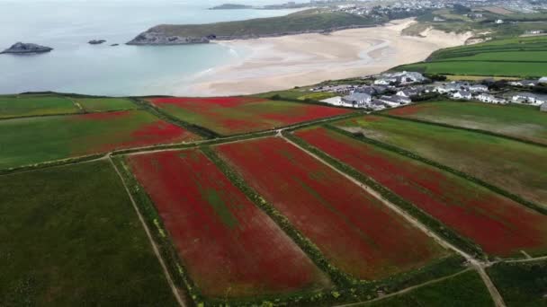 Poppies Cabeça Pentire Perto Newquay Cornwall Inglaterra Partir Drone Aéreo — Vídeo de Stock