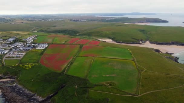 Poppies Cabeça Pentire Perto Newquay Cornwall Inglaterra Partir Drone Aéreo — Vídeo de Stock