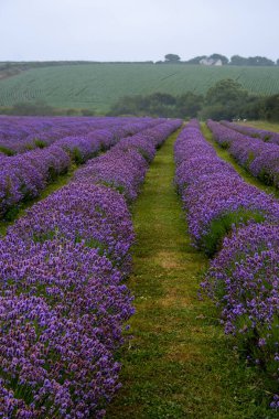 İngiltere 'deki lavanta tarlaları. 