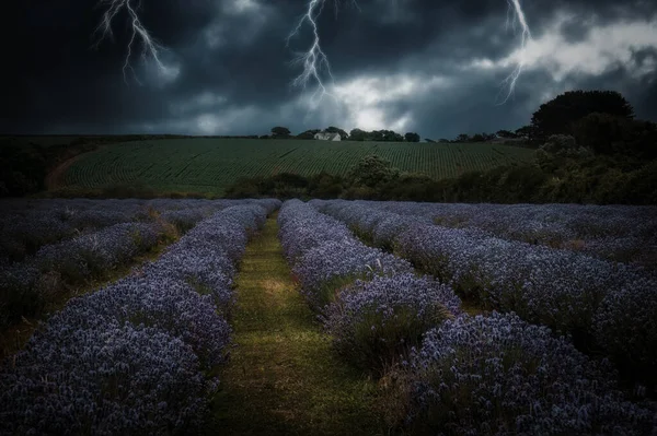 Лавандовые Поля Бурями Молниями — стоковое фото