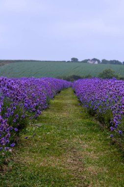 İngiltere 'deki lavanta tarlaları. 