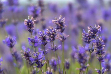 Yumuşak odaklı lavanta çiçekleri 