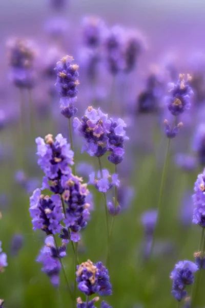 Yumuşak Odaklı Lavanta Çiçekleri — Stok fotoğraf