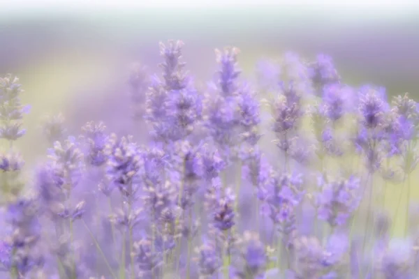 Lavendel Wilde Bloemen Zachte Focus — Stockfoto