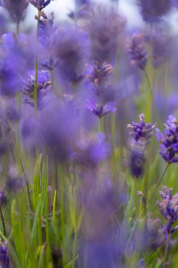 Cornish lavanta tarlaları yumuşak odak İngiltere İngiltere 