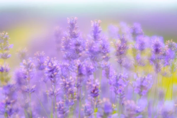 Cornish Lavendelvelden Zachte Focus Engeland Verenigd Koninkrijk — Stockfoto