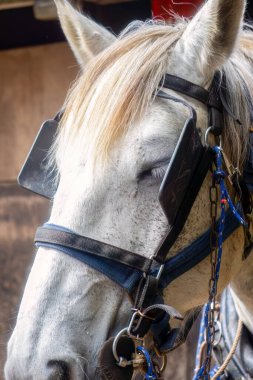 Percheron beyaz çalışan at. Yaklaş. 