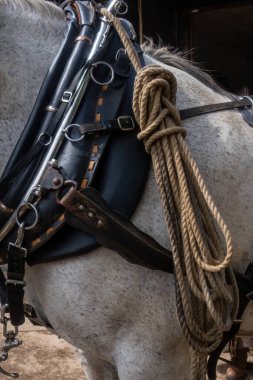 Percheron beyaz çalışan at. Yaklaş. 