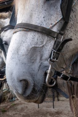 Percheron beyaz çalışan at. Yaklaş. 