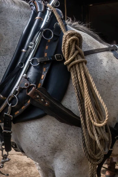 Percheron beyaz çalışan at. Yaklaş. 