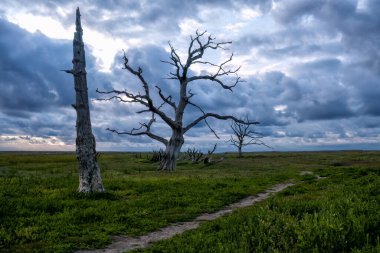 Porlock Bataklık Somerset İngiltere 