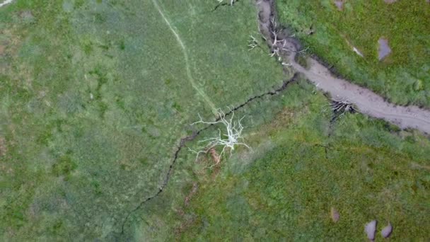 Porlock Marsh Dead Trees Somerset England Air Drone — Stock Video