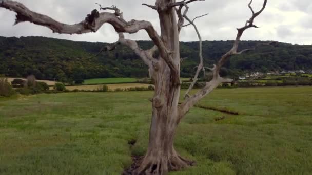 Porlock Marsh Dead Trees Somerset England Air Drone — Vídeos de Stock