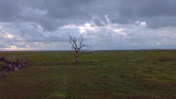 Porlock Marsh Dead Trees Somerset England Air Drone — Video