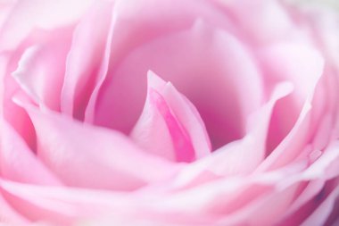 Pastel pembe güller. Yumuşak odaklanma. 